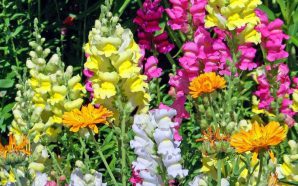 Flores para cuidado de la piel