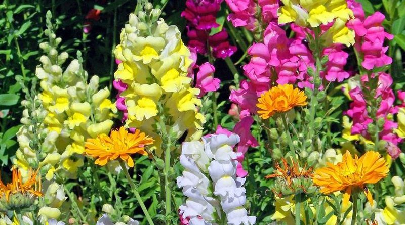 Flores para cuidado de la piel